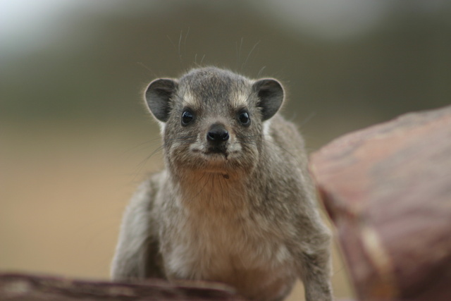 Hyrax