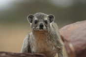 Hyrax