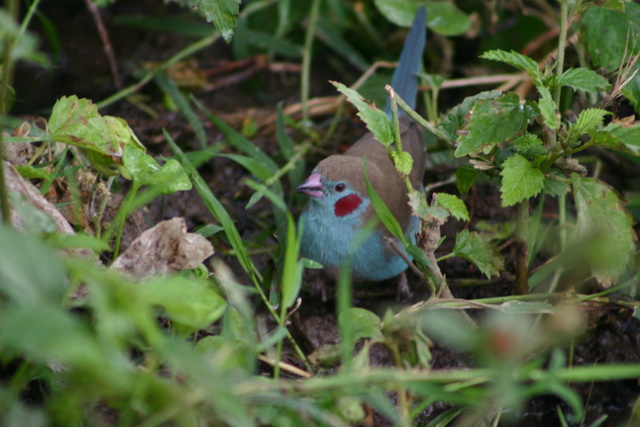 Red Cheeked Cordon Bleu