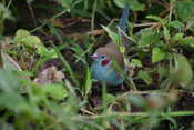 Red Cheeked Cordon Bleu