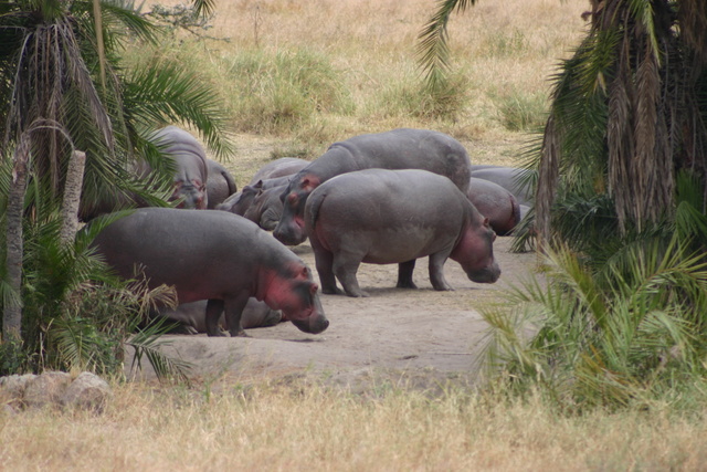 Lots of Hippos