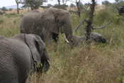 Couple of Elephants