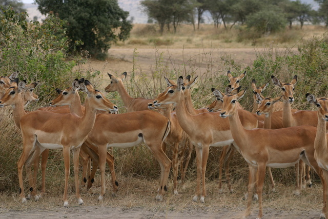 Female Impalas