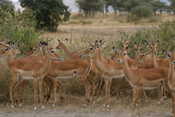 Female Impalas