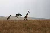 Giraffes