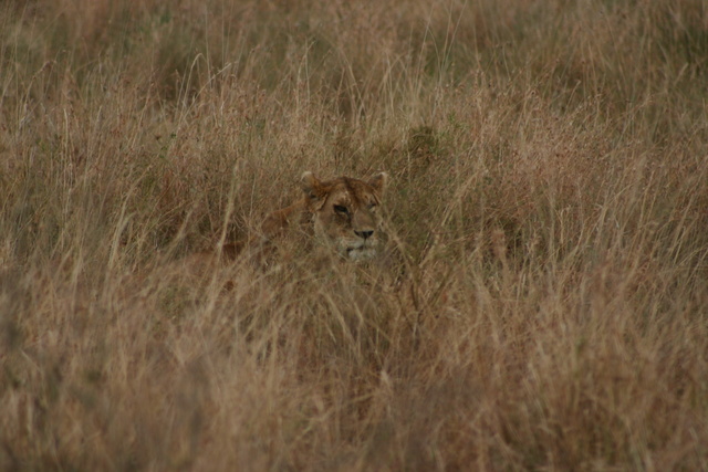 Lion in the Grass
