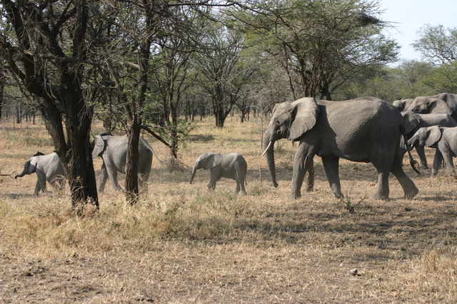 Herd of Elephants