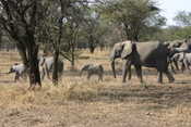 Herd of Elephants