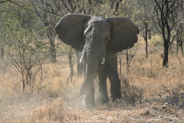 Charging Elephant!