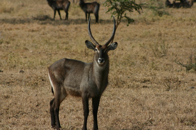 Waterbuck