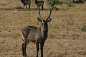 Waterbuck