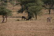 Fighting Bushbucks