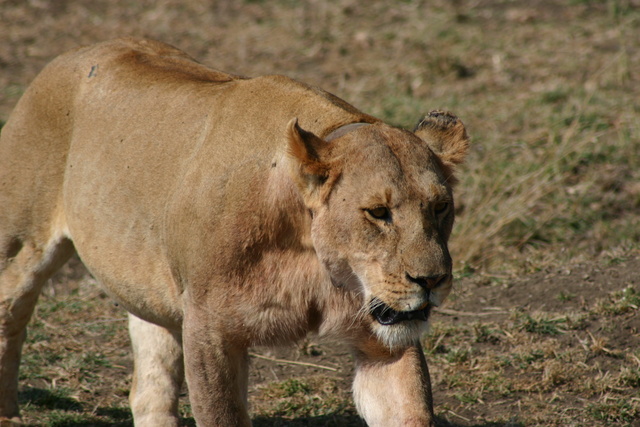 Lioness