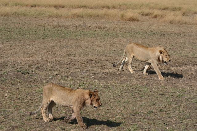 2 Young Male Lions