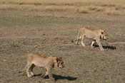 2 Young Male Lions