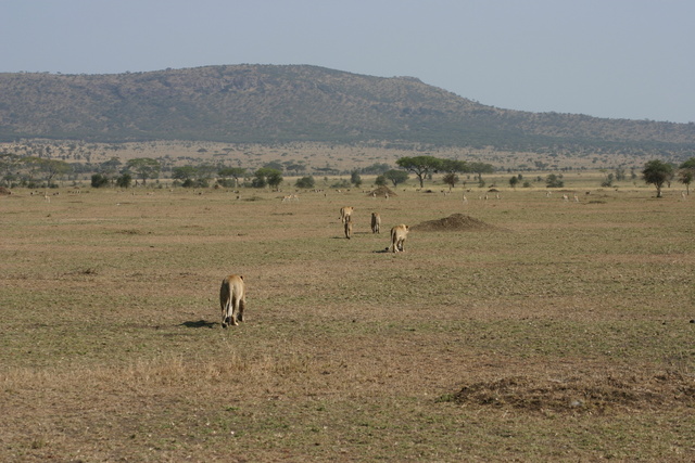 Checking out the Gazelles