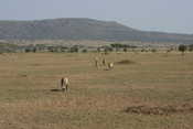 Checking out the Gazelles