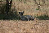 Hyena