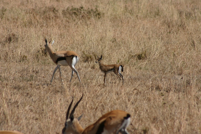 3 day old Thomson Gazelle