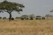 Big Herd of Elephants