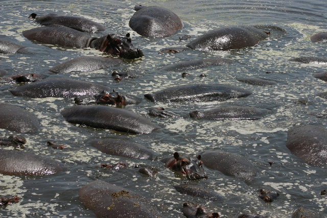 Hippo Pool