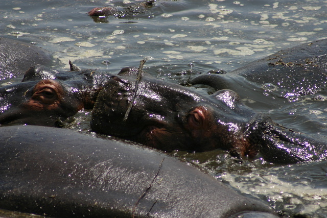 Hippos