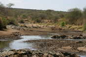 Gazelles Checking Out the Hippo Pool