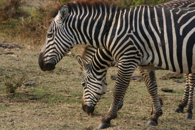 Zebras