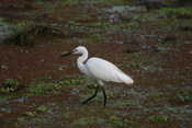 Little Egret