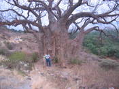 Highlight for Album: Lake Manyara, Tanzania