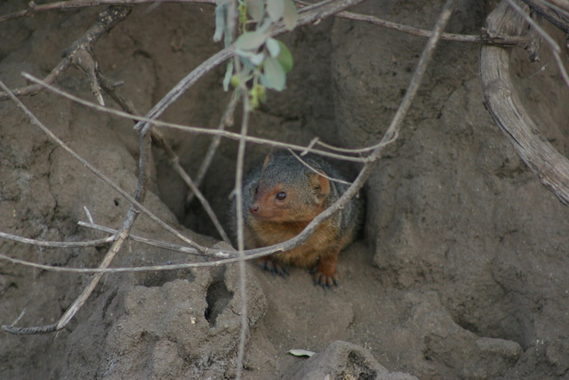 Dwarf Mongoose