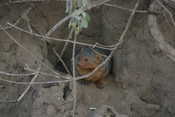 Dwarf Mongoose