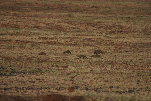 Striped Mongooses