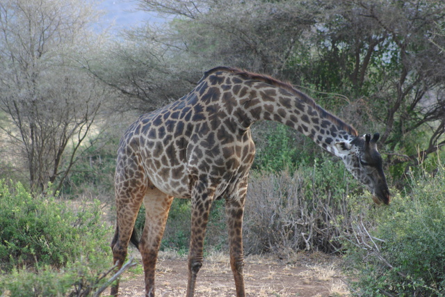 Giraffes