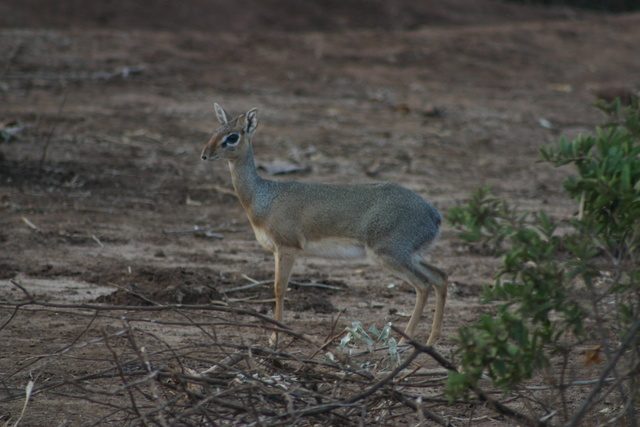 DikDik