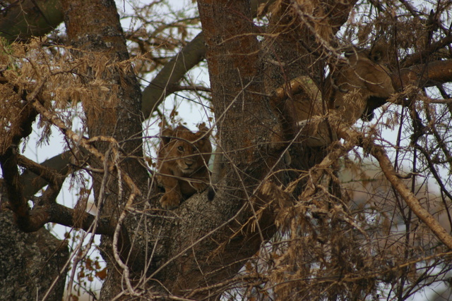 Tree Climbing Lion Cubs