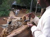 Mike Feeding a Giraffe
