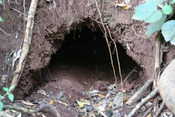 Warthog Hole