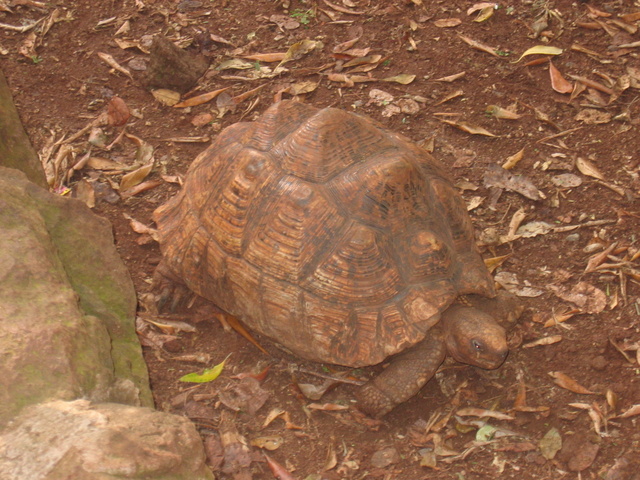 Leopard Tortoise