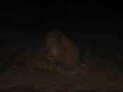 Male Lion