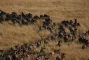 Wildebeest