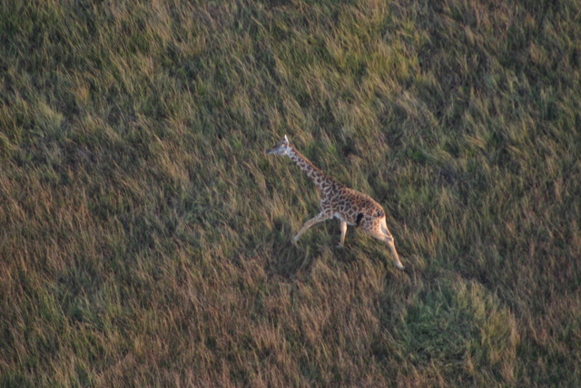 Galloping Giraffe