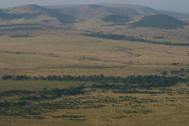 The "S" is made up of 1000's of Wildebeest