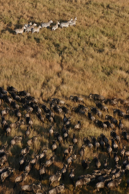 Wildebeest & Zebra