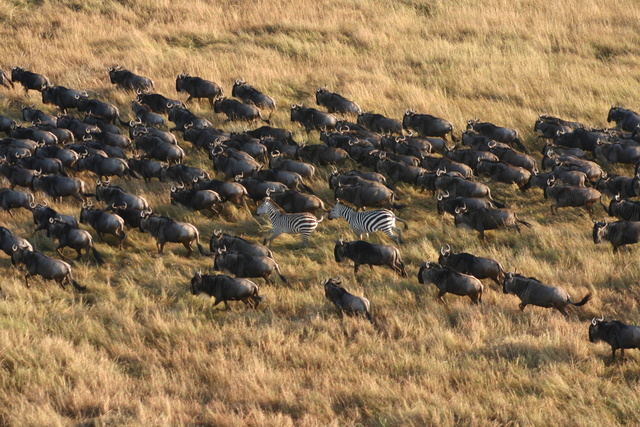 Wildebeest Stampede