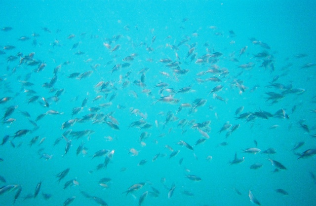 School of Fish