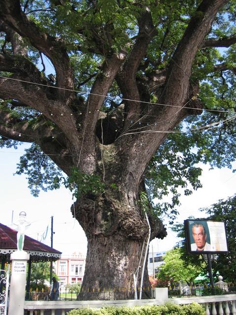 Old Tree