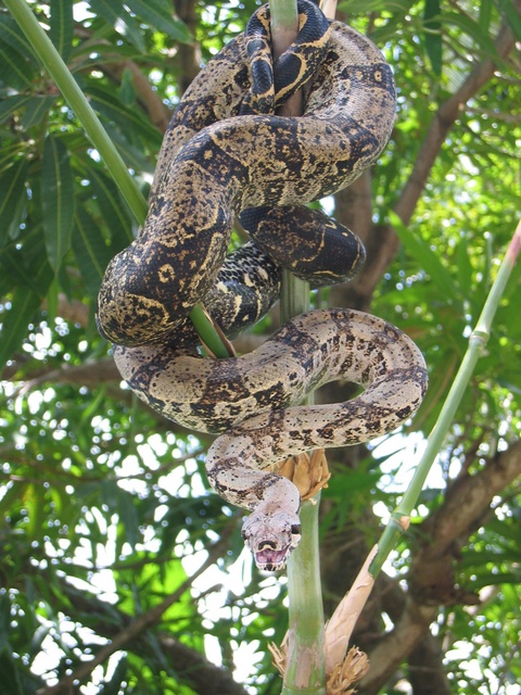 Baby Python