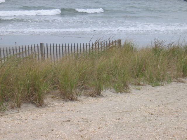 Beach & Dunes