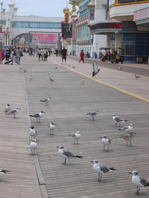 Boardwalk & Birds